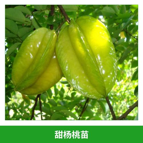 楊桃苗 廣東楊桃苗 廣東楊桃苗廠家 博羅縣楊桃苗批發(fā) 惠州楊桃苗價(jià)格