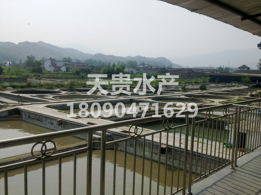 四川虹鱒金鱒\金鱒虹鱒批發(fā)圖片/四川虹鱒金鱒\金鱒虹鱒批發(fā)樣板圖 (4)