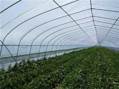 承接撫順新賓恒溫智能溫室大棚圖片/承接撫順新賓恒溫智能溫室大棚樣板圖 (1)