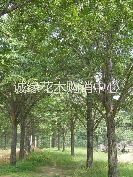 銀杏樹(shù)圖片/銀杏樹(shù)樣板圖 (4)
