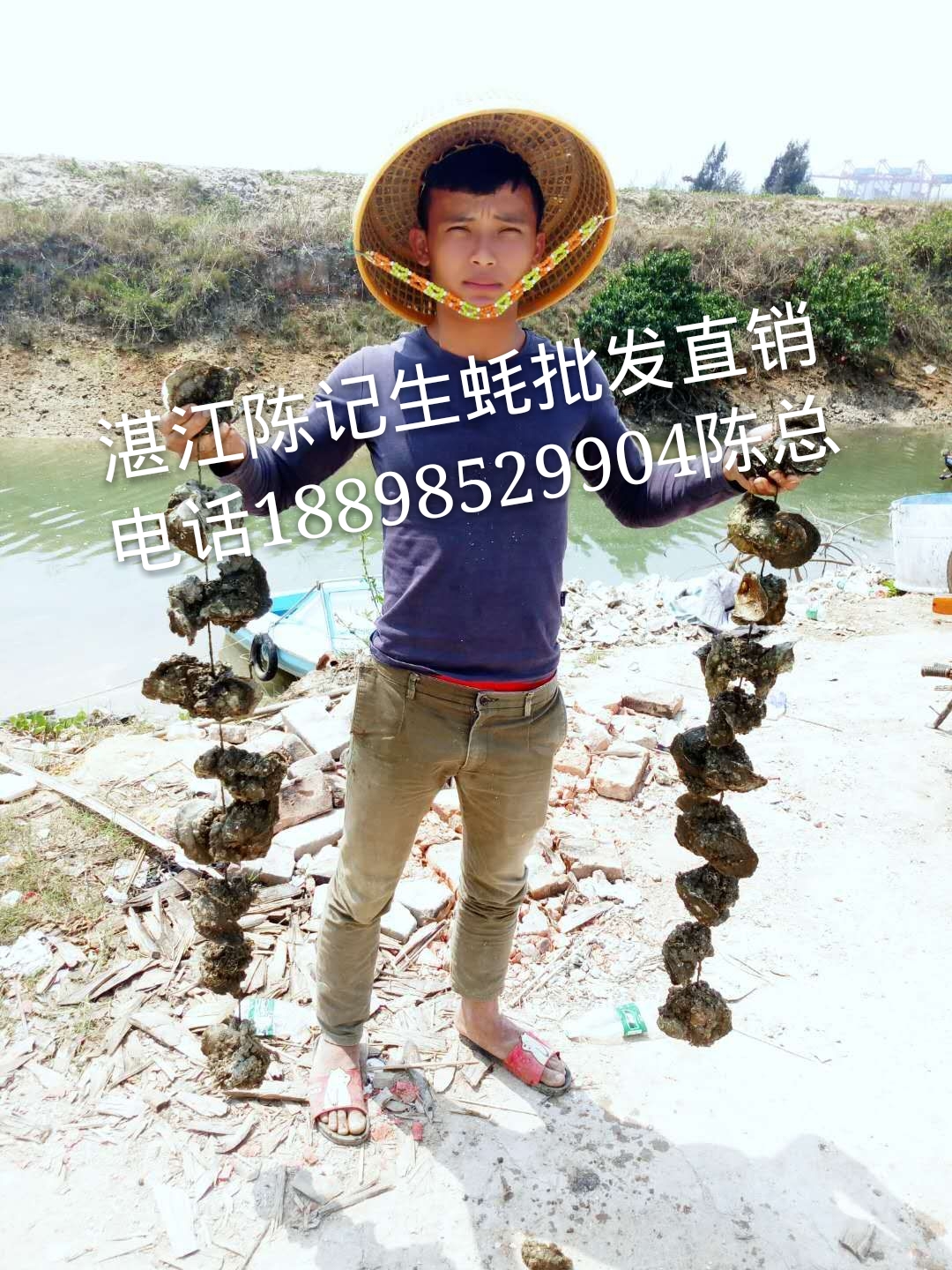 湛江生蠔批發(fā)-生蠔批發(fā)價格-湛江圖片