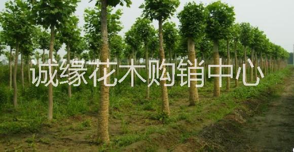 國(guó)槐圖片/國(guó)槐樣板圖 (3)