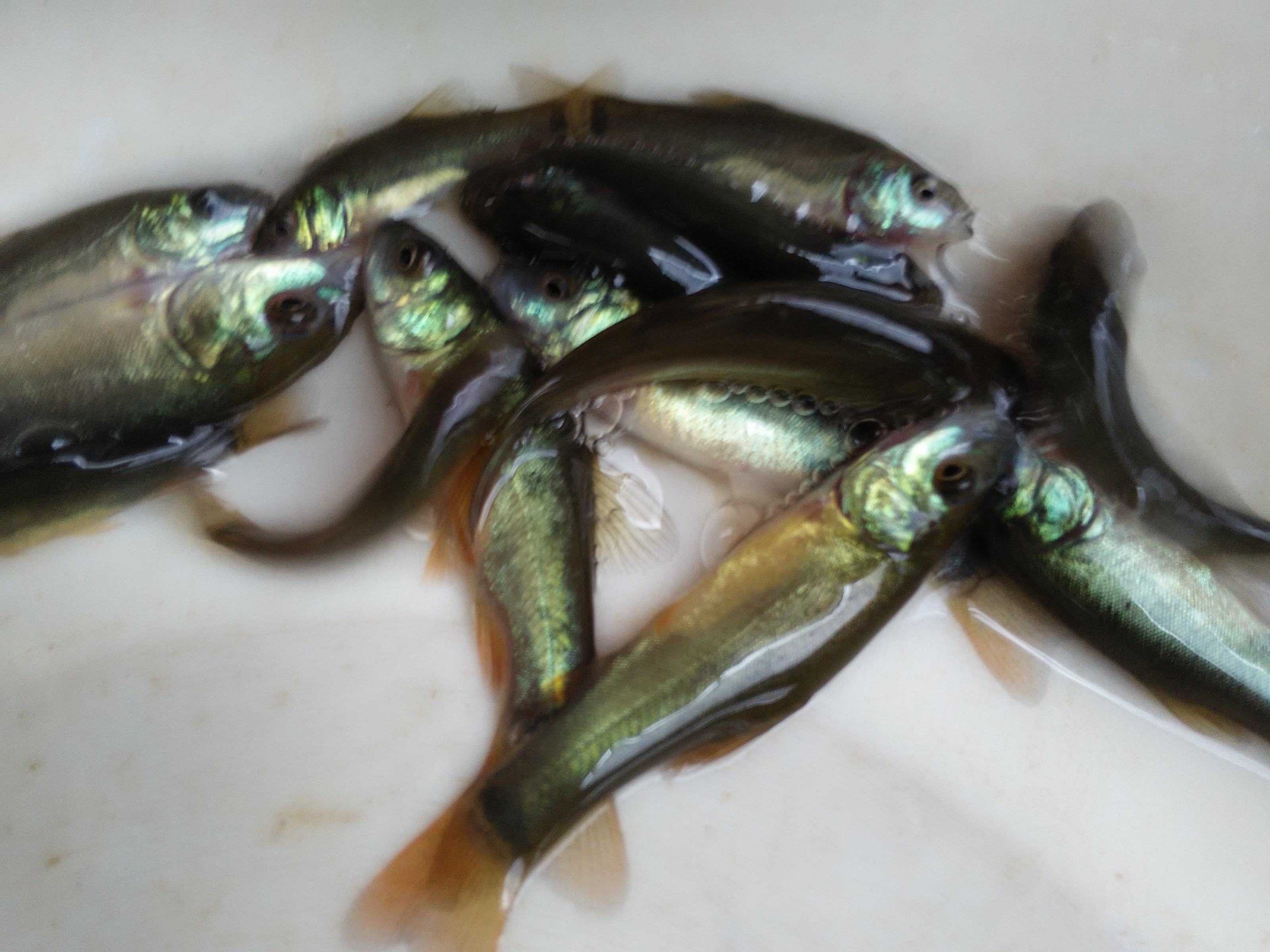 廣東丁桂魚苗圖片