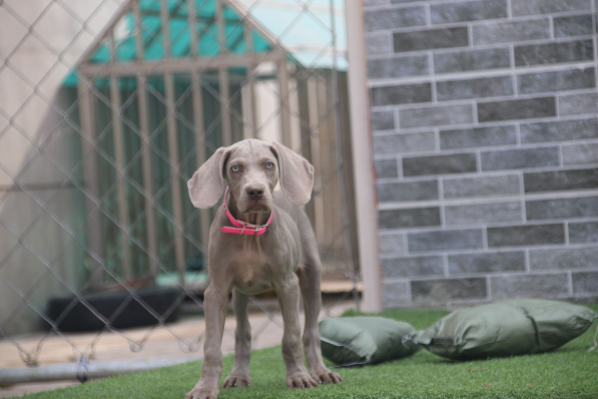 德国魏玛犬 威玛猎犬 宠物狗图片