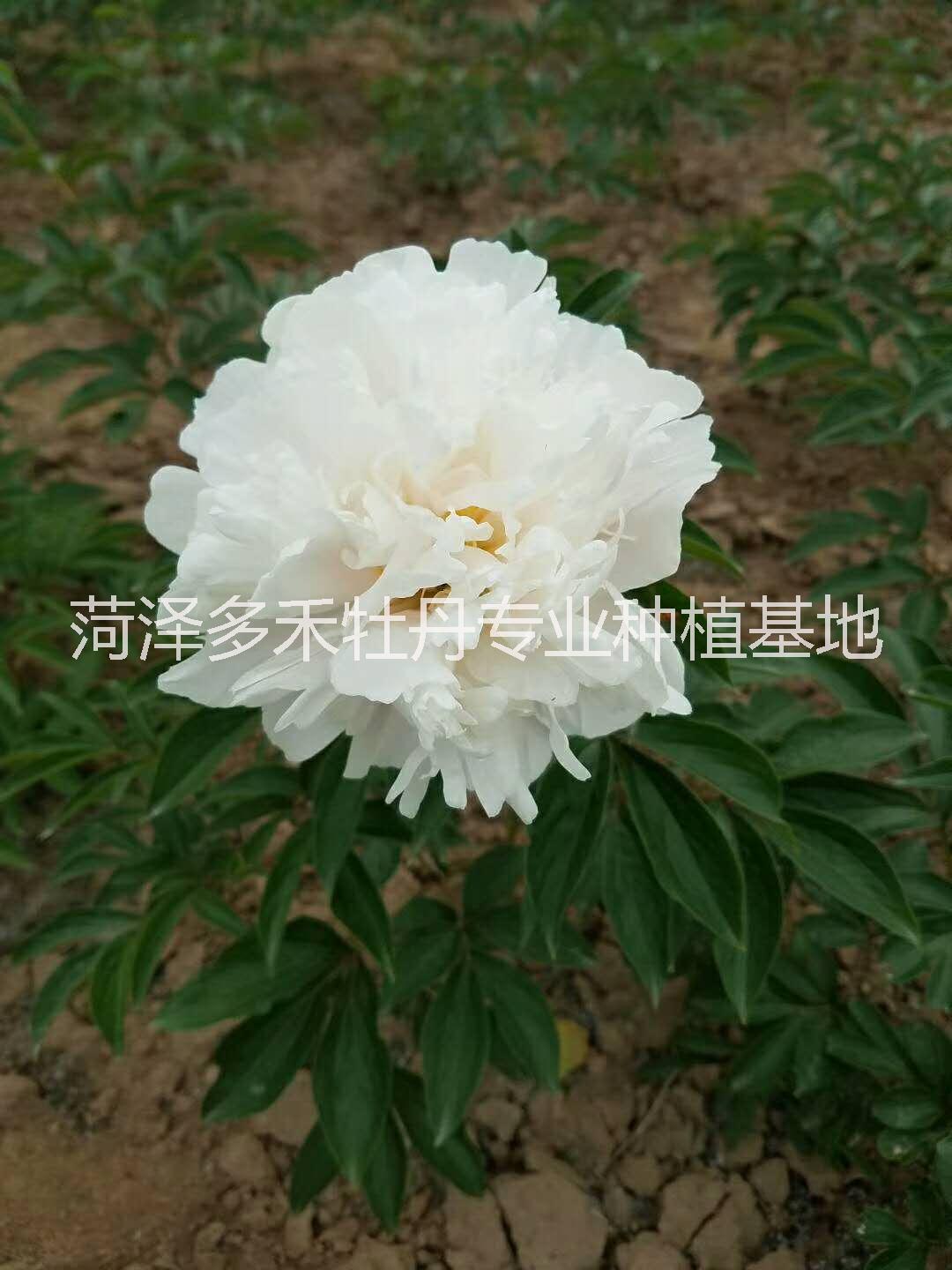 专业观赏芍药、芍药专业种植、芍药