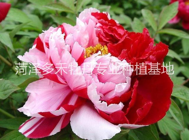 牡丹圖片/牡丹樣板圖 (4)