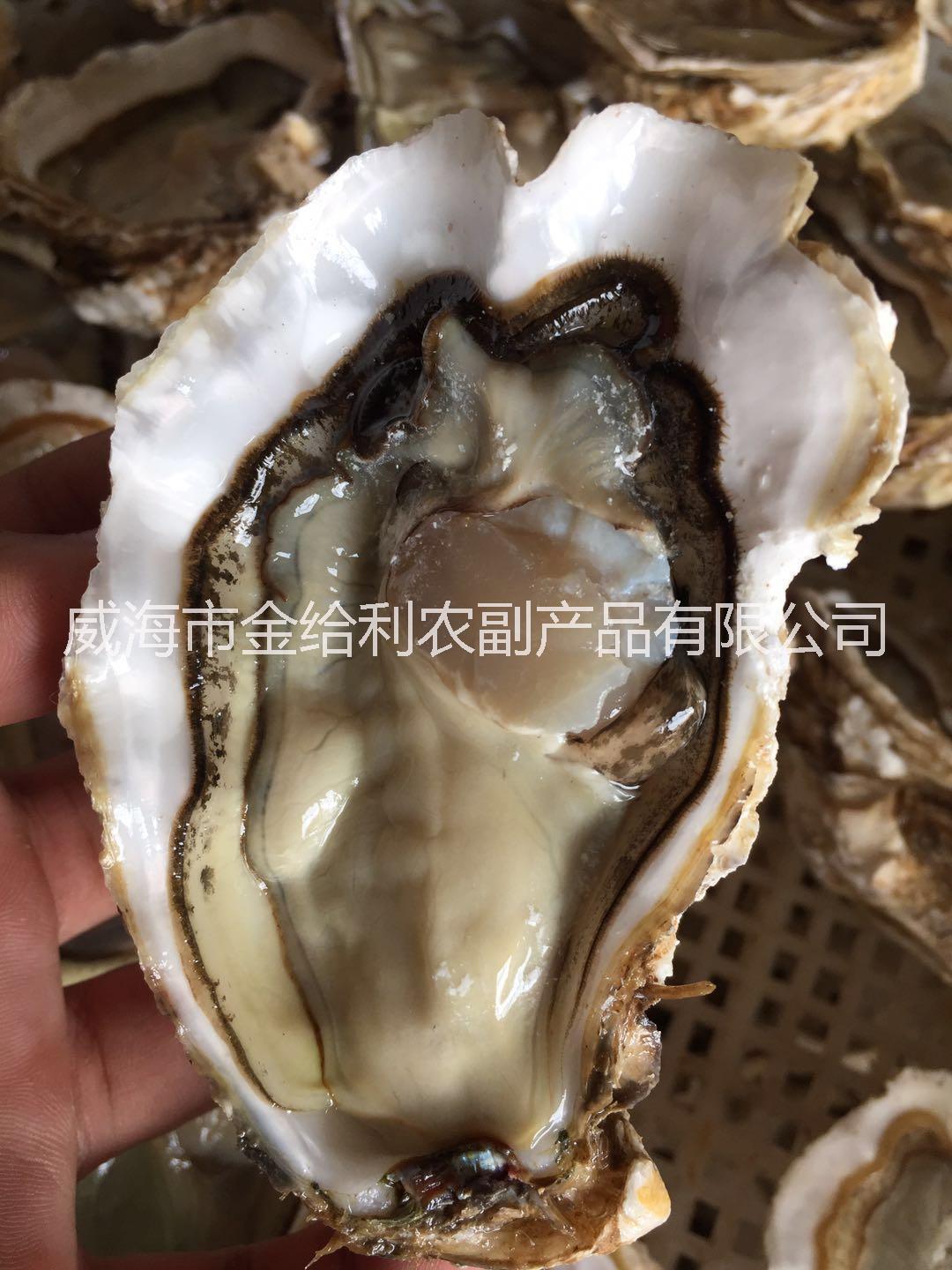 乳山海蛎子鲁晓，牡蛎产地批发