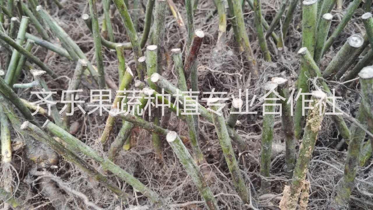 果树苗覆盆子