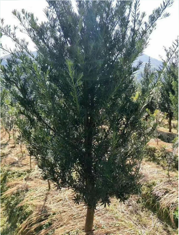 羅漢松優(yōu)質(zhì)供應(yīng)商羅漢松價(jià)格羅漢松批發(fā)羅漢松