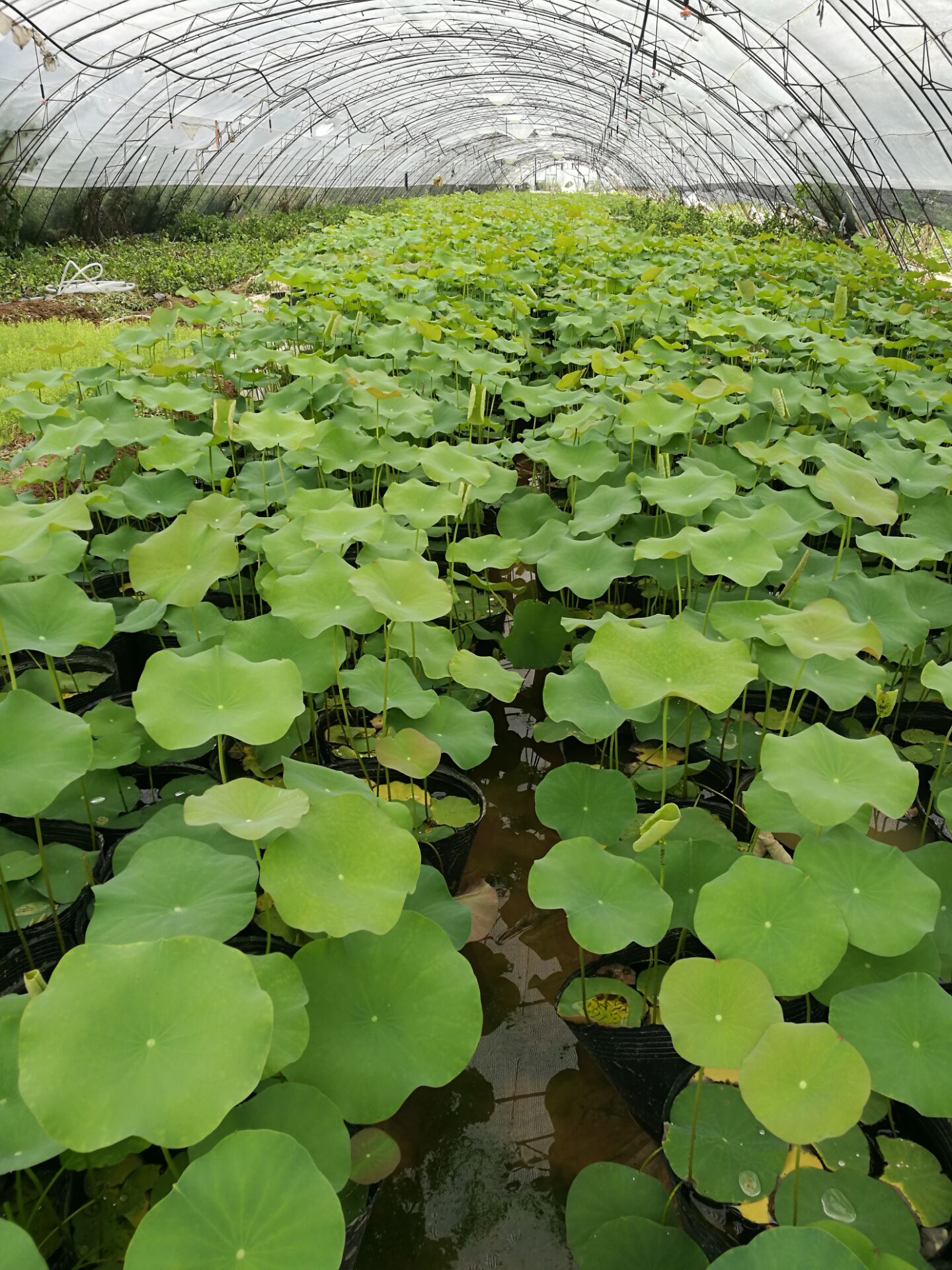水生植物圖片/水生植物樣板圖 (3)