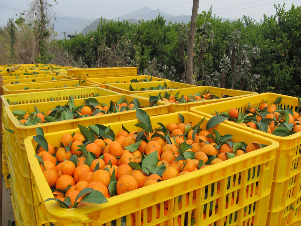 沙糖桔苗廠家直銷  沙糖桔苗 沙糖桔苗批發(fā) 沙糖桔苗價(jià)格