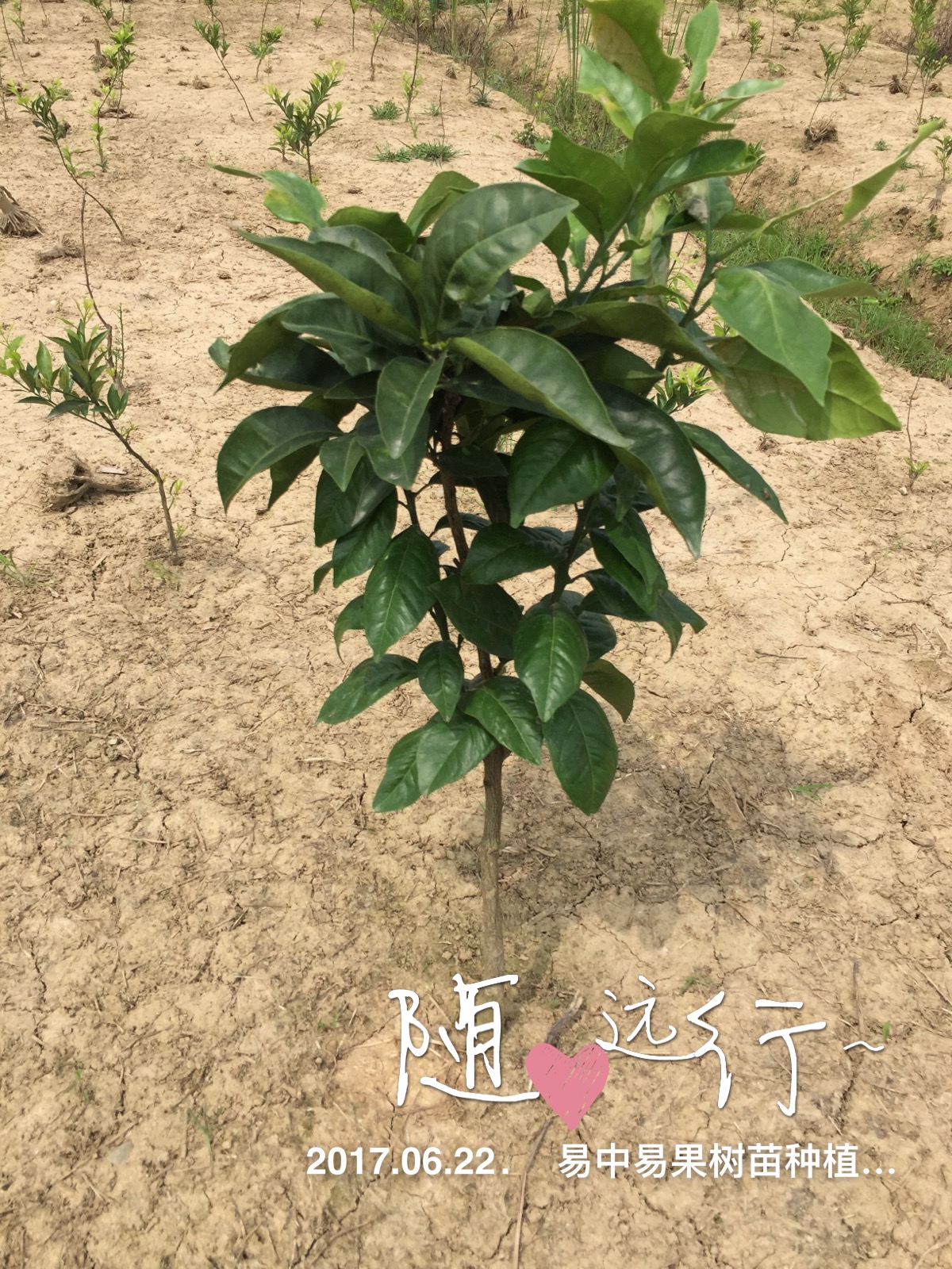 沙糖桔圖片/沙糖桔樣板圖 (3)