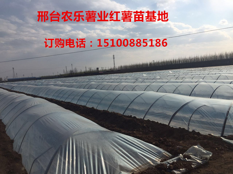 石家莊晉州圖片/石家莊晉州樣板圖 (4)