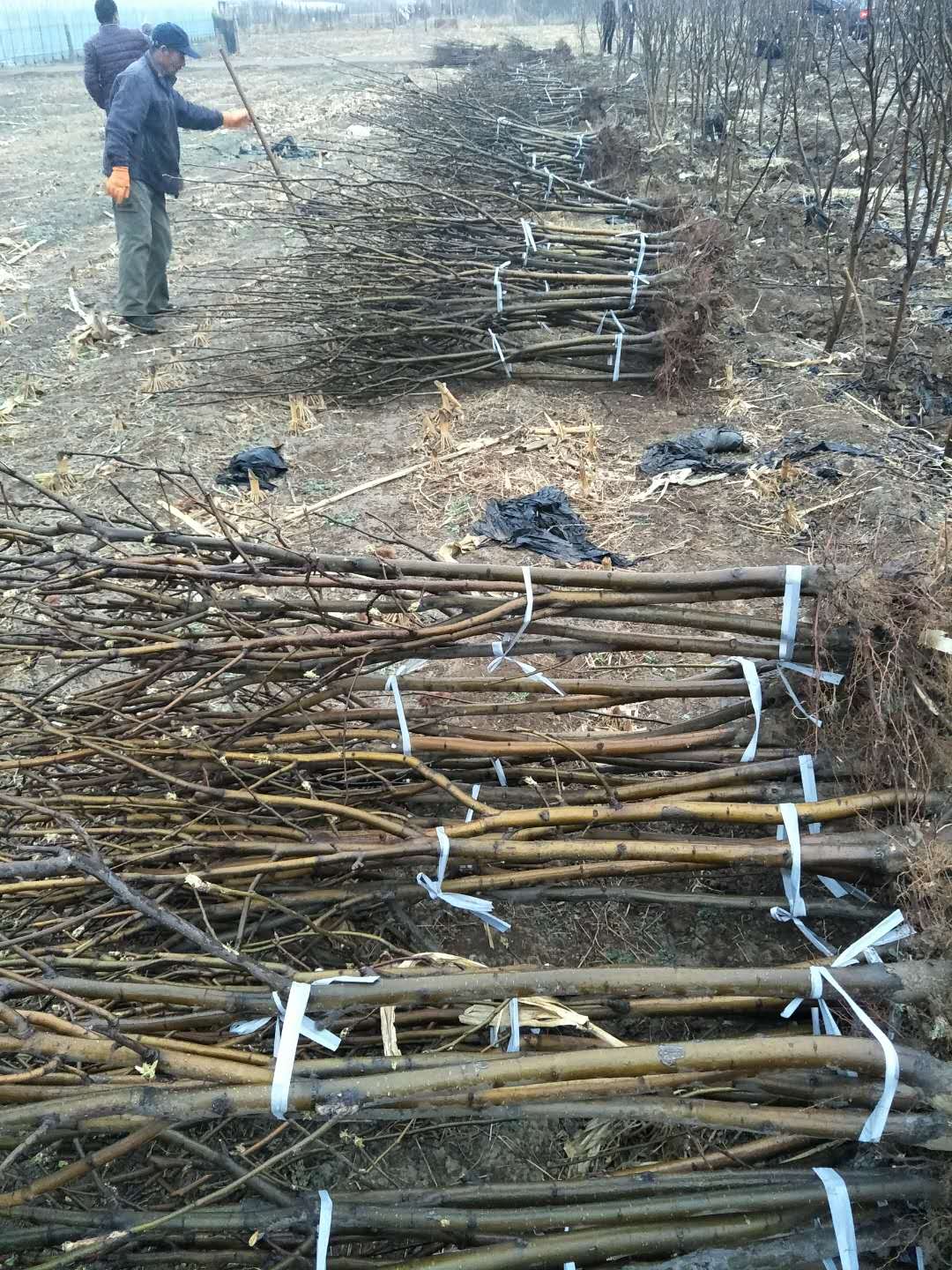 梨樹苗圖片/梨樹苗樣板圖 (1)