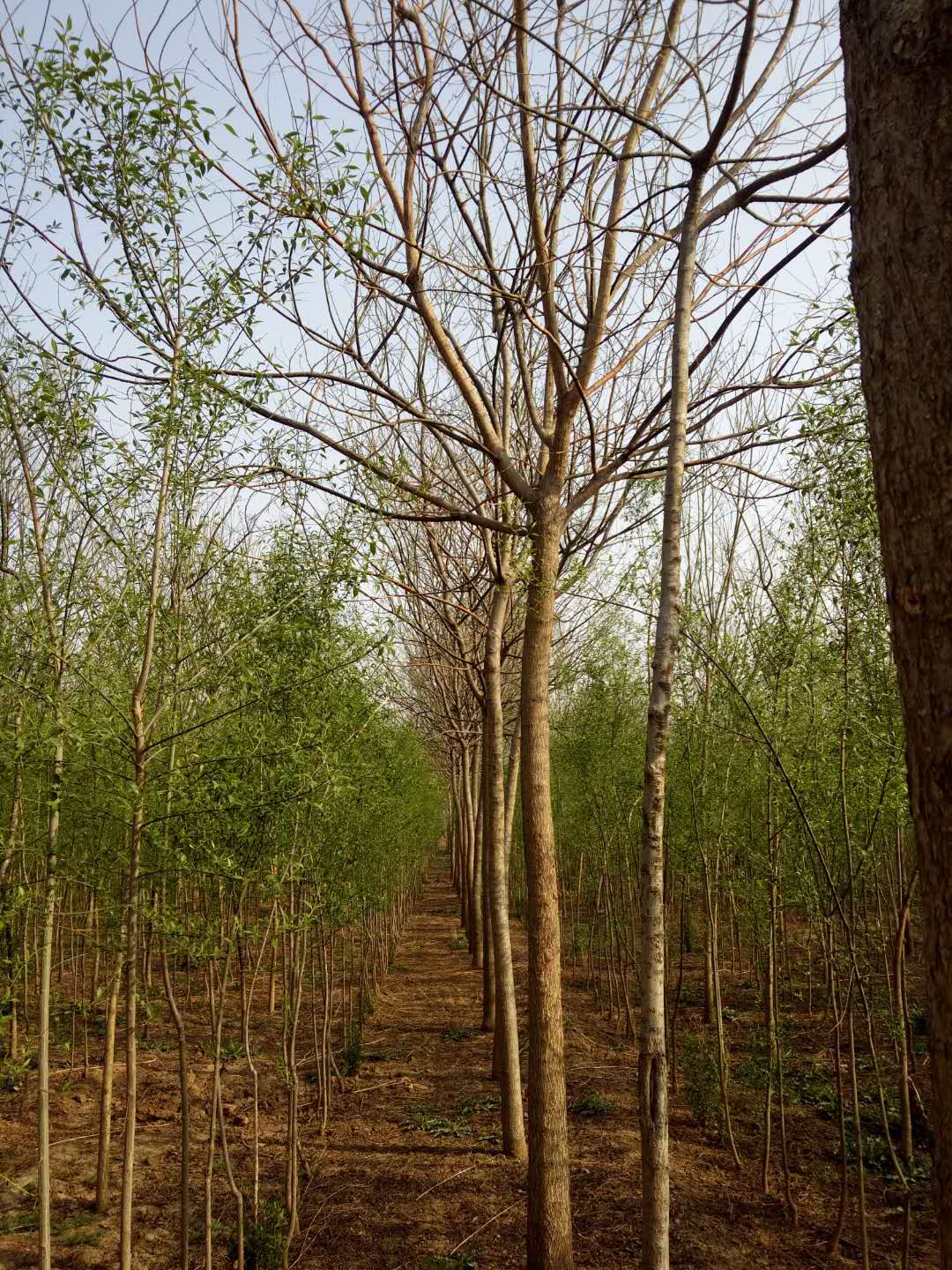 20國槐圖片/20國槐樣板圖 (4)