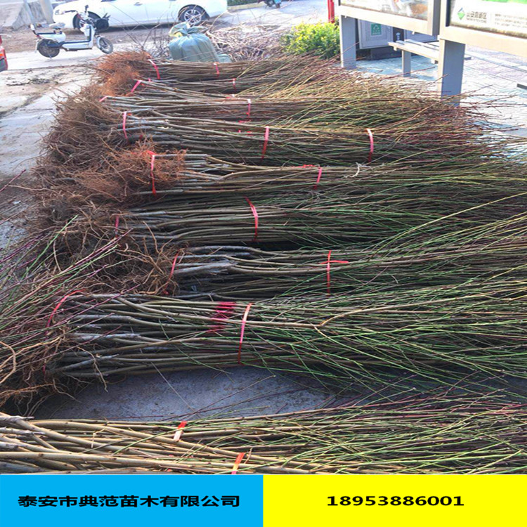瑞蟠21號(hào)桃樹苗圖片