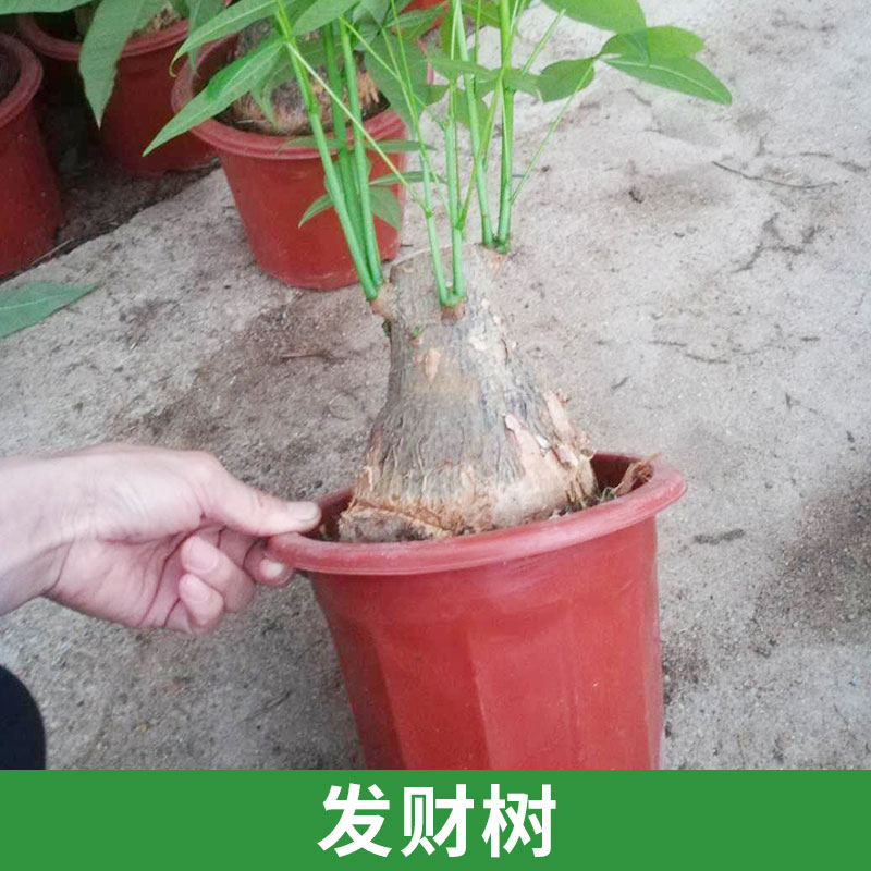 天和园艺供应发财树 室内盆栽绿植净化空气 花卉装饰摆设批发