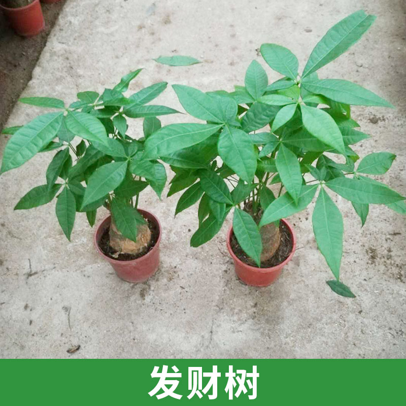 天和园艺供应发财树 室内盆栽绿植净化空气 花卉装饰摆设批发图片