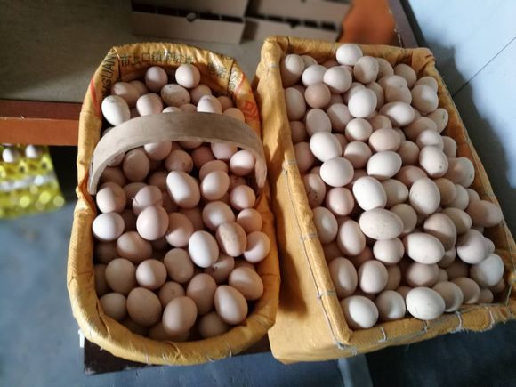 影響蛋殼質量的因素有哪些