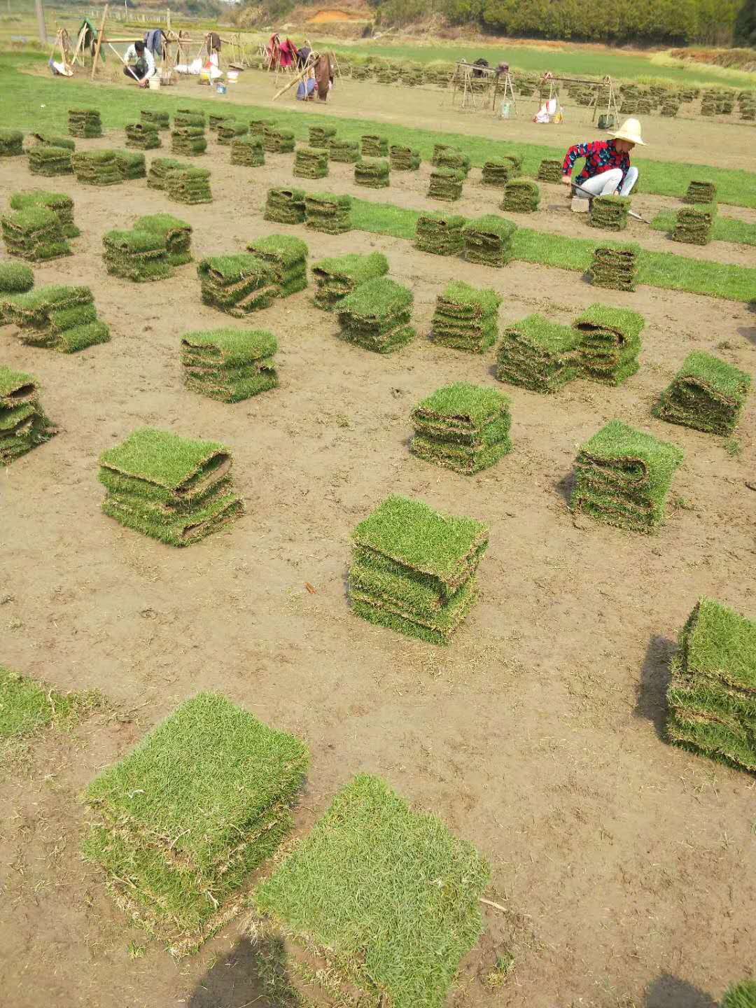 曹红生郴州马尼拉草坪马尼拉草块批发  供应马尼拉草块  马尼拉草块销售  马尼拉草块价格 马尼拉报价  马尼拉草块图片