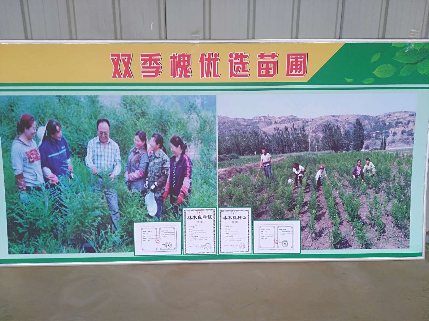 臨汾市槐米茶批發(fā)價圖片/臨汾市槐米茶批發(fā)價樣板圖 (2)