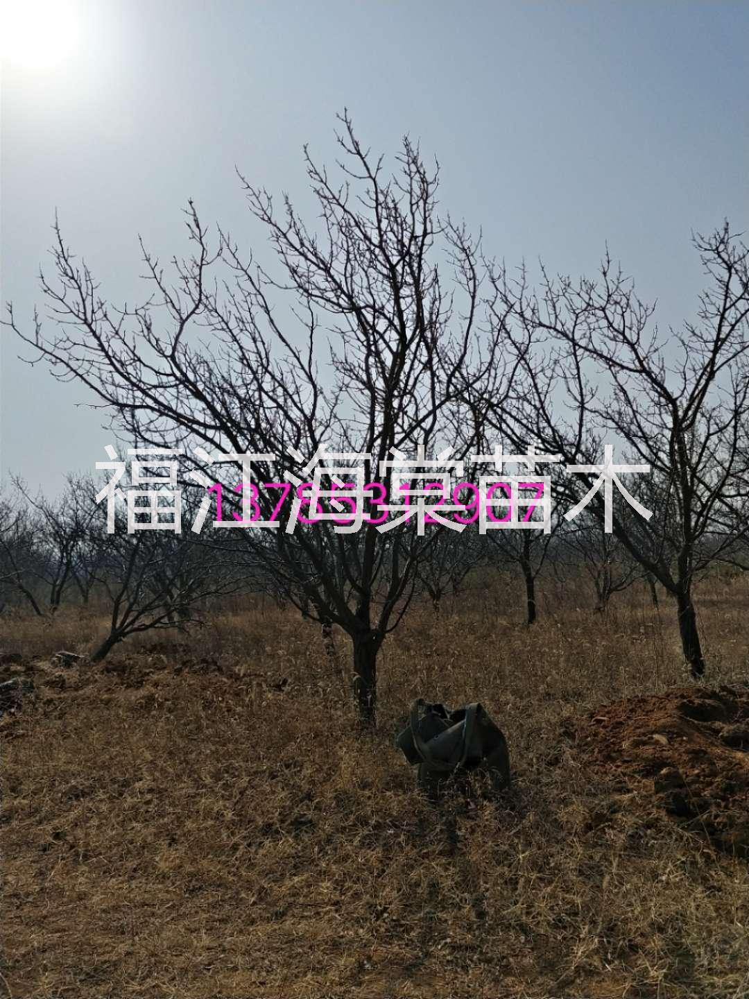 楊樹圖片/楊樹樣板圖 (1)