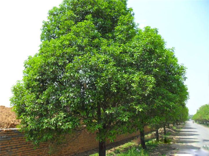 山东国槐种植基地批发价格