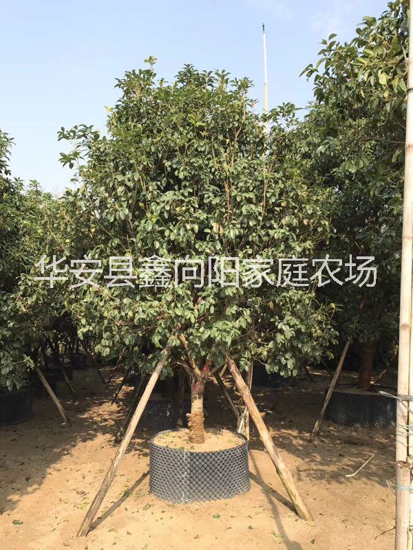金桂樹苗高度4米 基地直銷無中介圖片