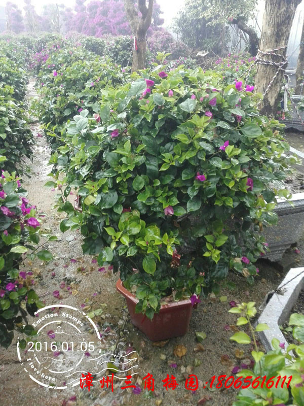 三角梅球 紫色花三角梅圖片/三角梅球 紫色花三角梅樣板圖 (2)