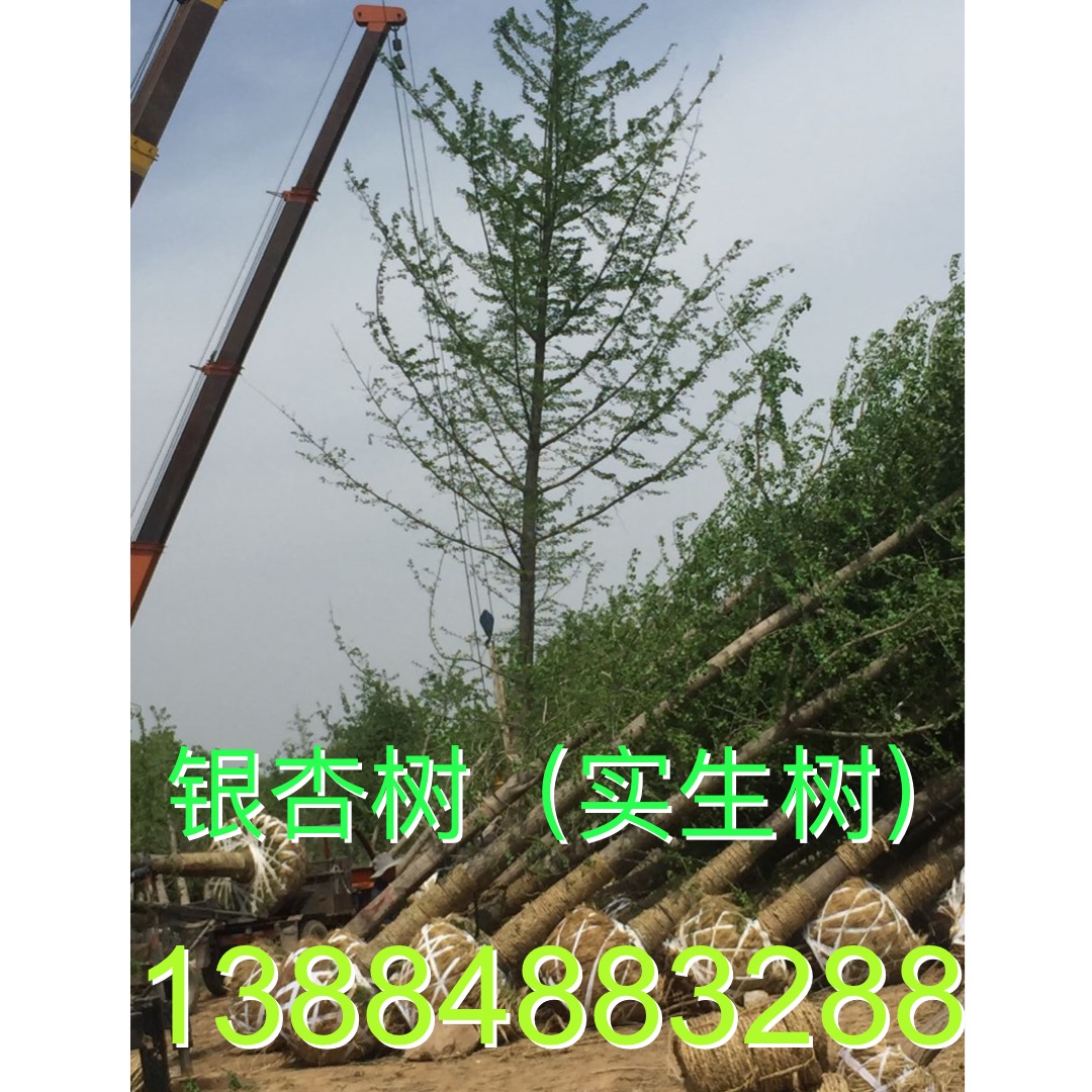 銀杏樹(shù)價(jià)格 銀杏樹(shù)種植基地 28公分銀杏樹(shù)供應(yīng)商