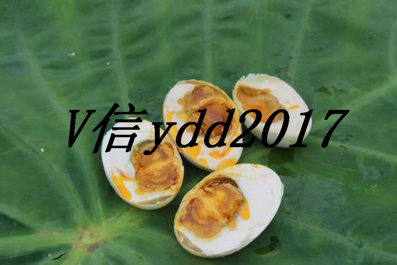 海鴨蛋圖片/海鴨蛋樣板圖 (2)