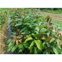 广西芒果苗批发18077671315白芒果苗报价芒果苗广西芒果苗基地芒果苗芒果苗图片