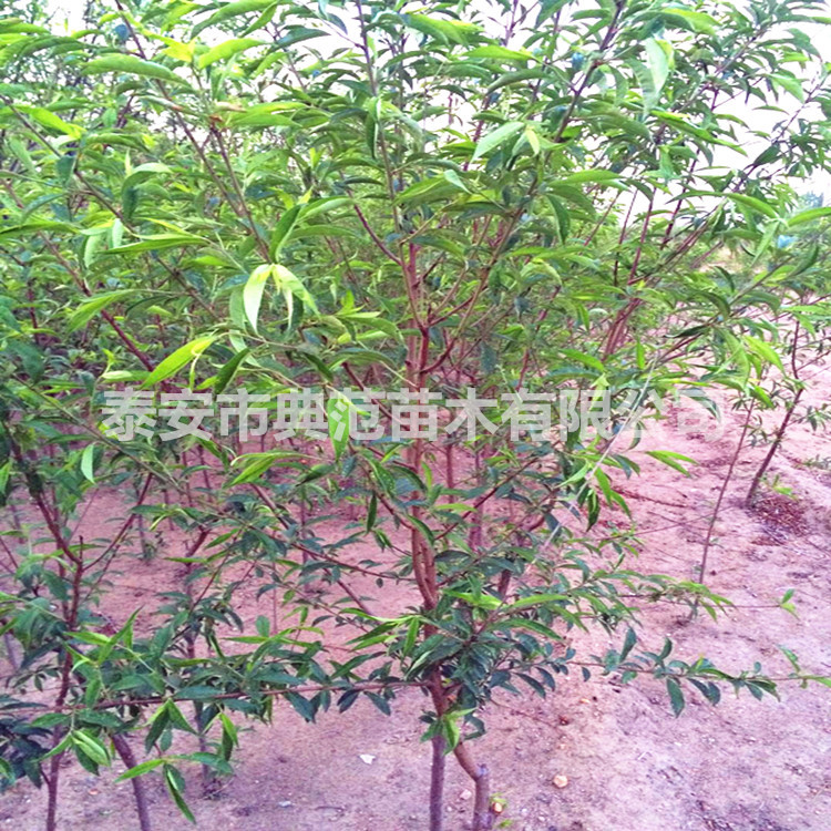 風(fēng)味皇后油蟠桃苗圖片