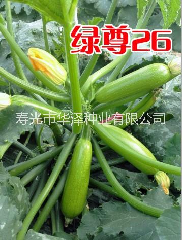 批發(fā)早春秋延遲抗病高產(chǎn)綠色西葫蘆種子綠尊26西葫蘆種子