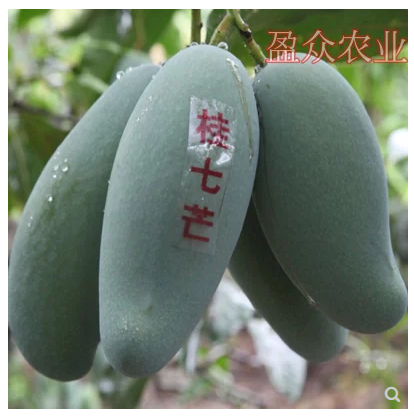 廣西桂七芒果苗批發(fā)   南寧市百香果苗  南寧市桂七芒果苗價(jià)格   南寧市桂七芒果苗批發(fā) 南寧市桂七芒果苗供應(yīng)商