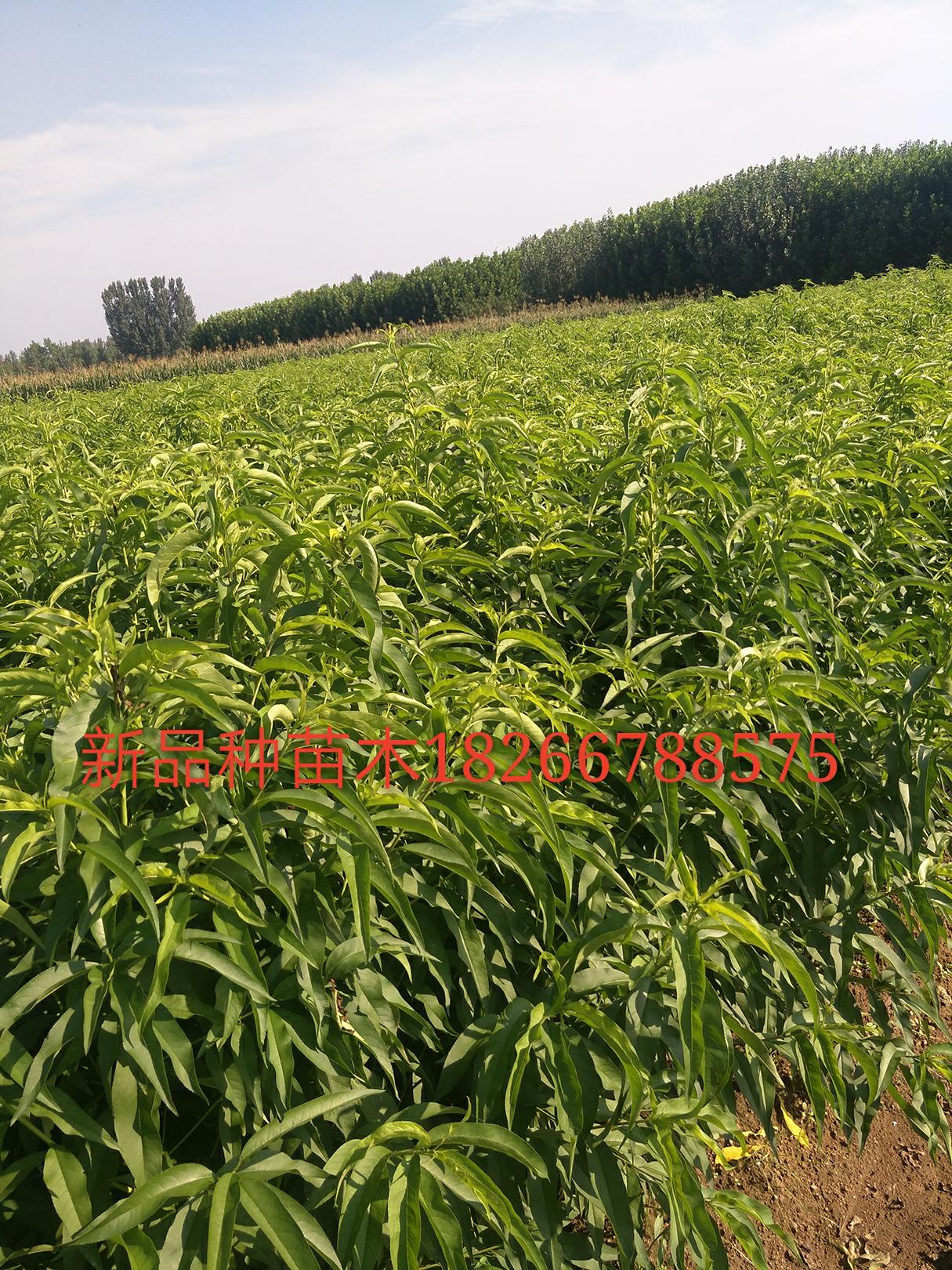 桃樹(shù)苗圖片/桃樹(shù)苗樣板圖 (3)