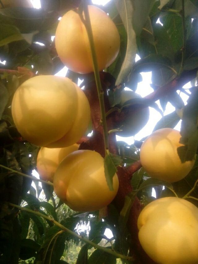 桃樹苗圖片/桃樹苗樣板圖 (1)