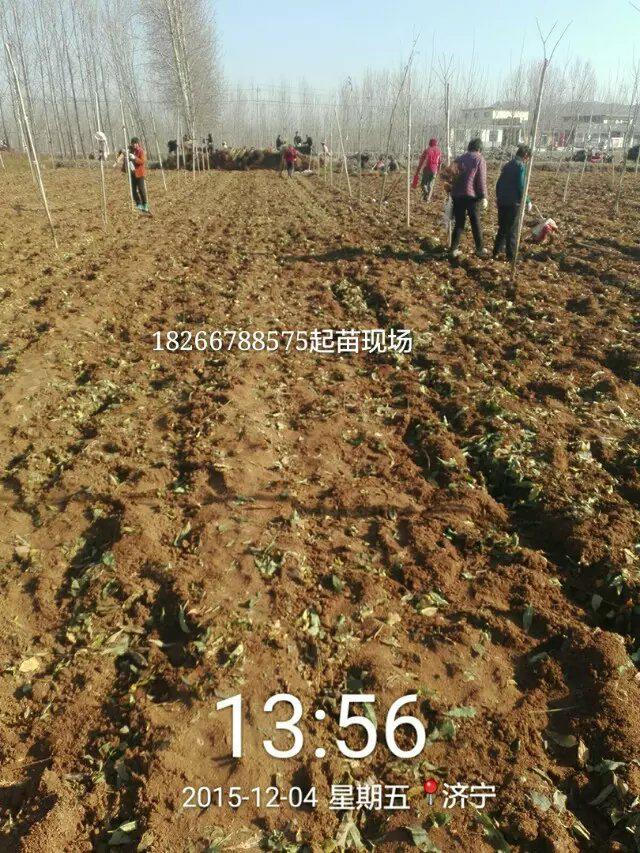 桃樹(shù)苗圖片/桃樹(shù)苗樣板圖 (4)