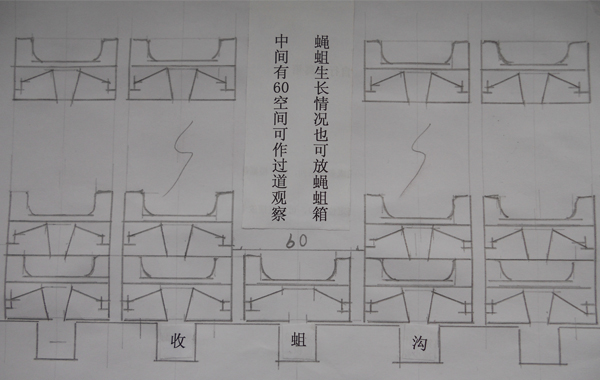 蠅蛆圖片/蠅蛆樣板圖 (1)