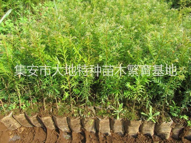 紅豆杉苗木圖片/紅豆杉苗木樣板圖 (4)