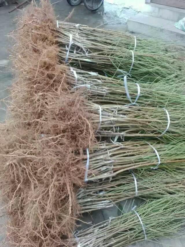 桃樹苗圖片/桃樹苗樣板圖 (3)