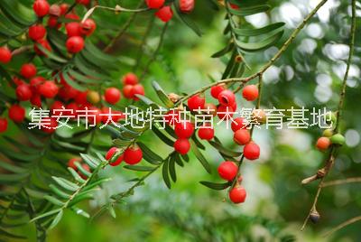 紅豆杉苗圖片/紅豆杉苗樣板圖 (1)