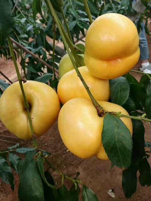 桃樹苗圖片/桃樹苗樣板圖 (2)