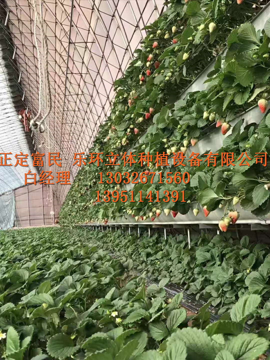 草莓的立體種植技術(shù)，大棚草莓槽圖片