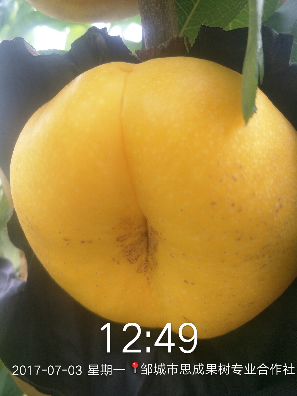 特甜品種風味皇后油蟠桃樹苗圖片