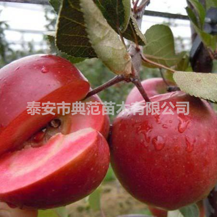 紅肉蘋果苗圖片/紅肉蘋果苗樣板圖 (1)