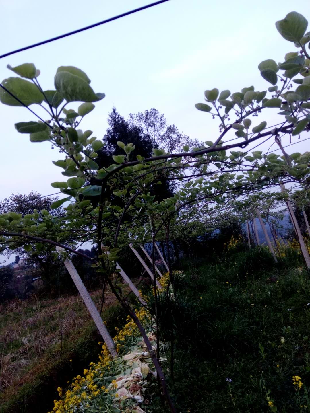 羊肚菌|四川羊肚菌基地|广元羊肚菌种植基地|羊肚菌基地直销|四川哪里有羊肚菌种植批发发 羊肚菌批发图片