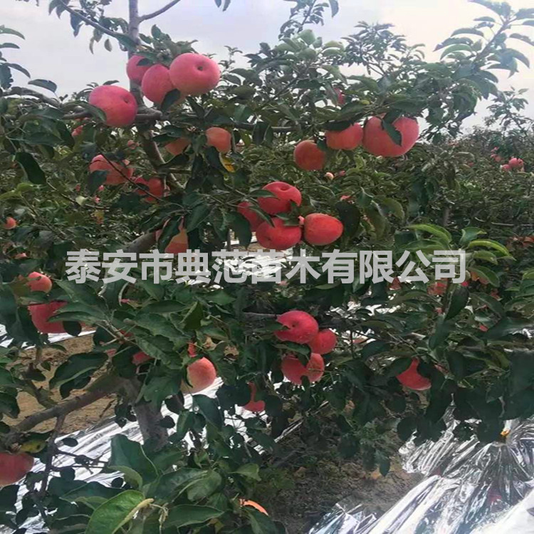 寒富蘋果苗圖片