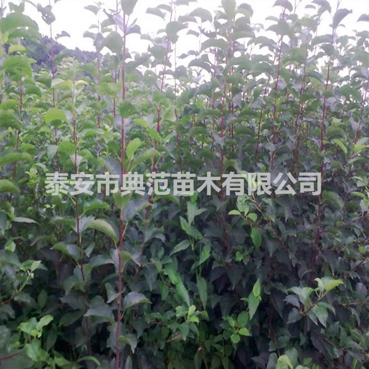 煙富6蘋果苗價格 基地*現(xiàn)挖現(xiàn)賣煙富6蘋果苗