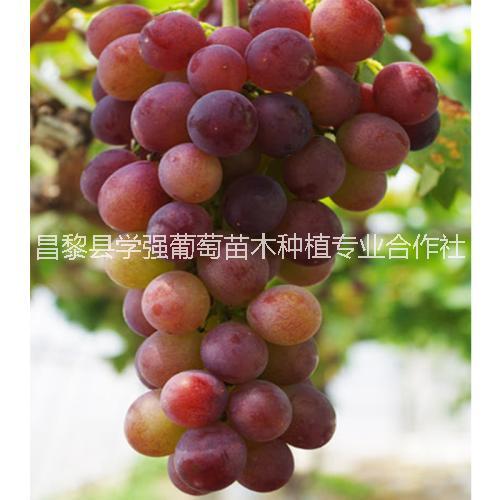 卓越玫瑰葡萄圖片